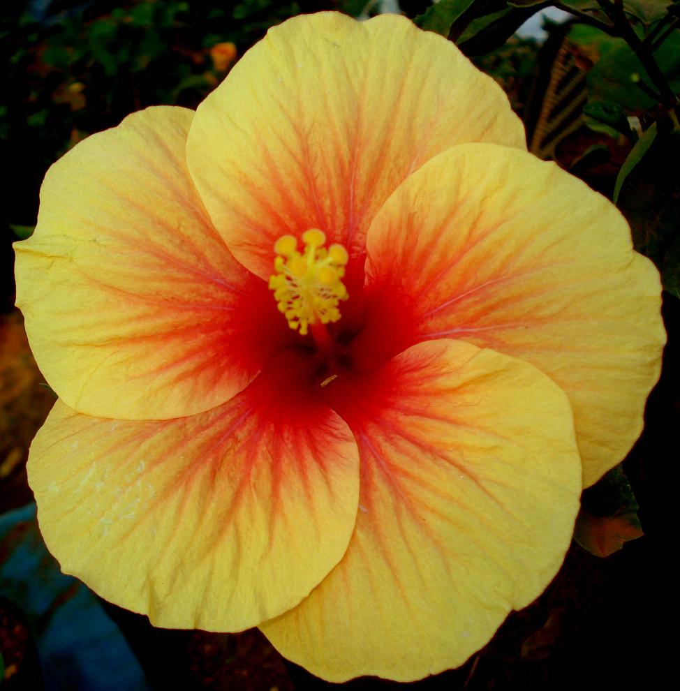 Hibiscus